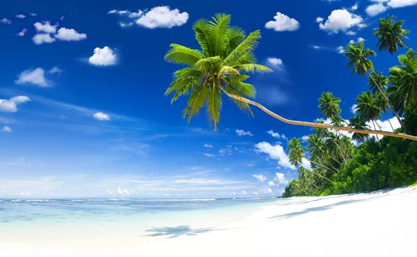 带蓝色海洋和棕榈树的热带海滩 — 图库照片