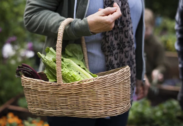 Femme Âgée Portant Panier Avec Des Légumes Photoset Original — Photo