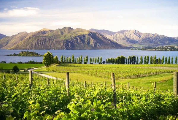 Yeni Zelanda Özgün Güzel Kırsal Photoset — Stok fotoğraf
