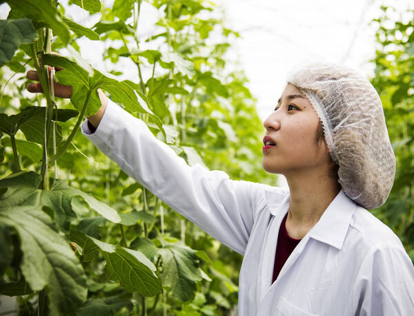 Asian scientist studying plant leaves, original photoset