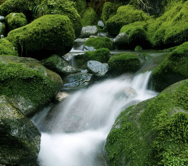 Tranquillo Torrente Natura Nuova Zelanda Fotoset Originale — Foto Stock