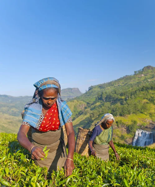 Teepflücker Auf Einer Plantage Sri Lanka Konzept Originelle Fotosets — Stockfoto