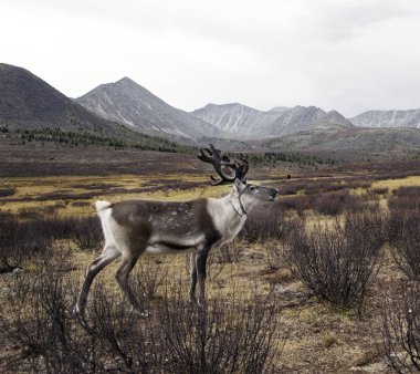Geyik, güzel doğası bakmaktan orijinal photoset