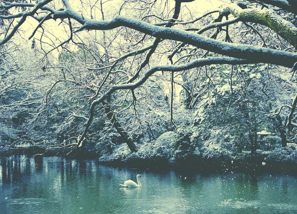 Cisne Bonito Lago Inverno — Fotografia de Stock