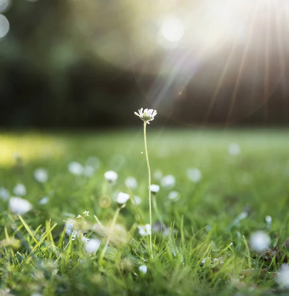 Closeup de flor de grama com luz solar — Fotografia de Stock