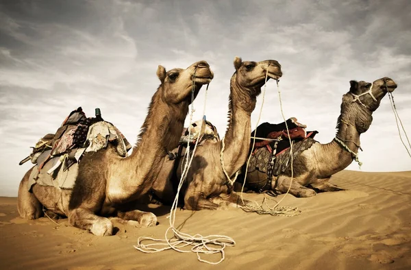 Kameler Vilar Öknen Thar Rajasthan Indien Original Fotosätta — Stockfoto