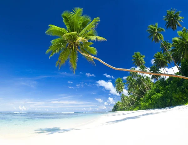 Playa Tropical Con Océano Azul Palmeras — Foto de Stock