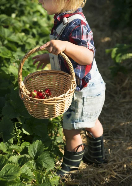 Criança na fazenda de morango — Fotografia de Stock