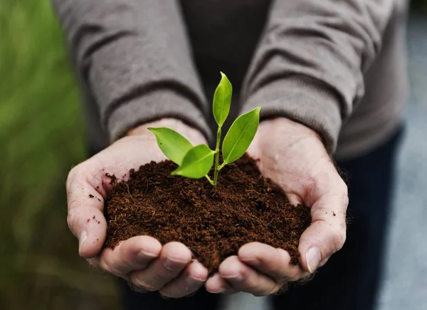 Hands holding a pile of earth soil with a growing plant — Stock Photo, Image