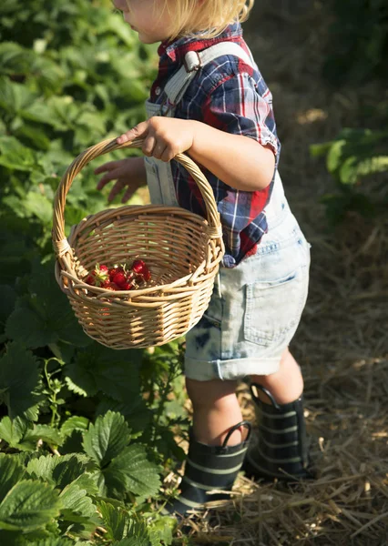 Kid in strawberry farm — Stock Photo, Image