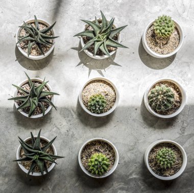 Katta, özgün küçük kaktüsler photoset