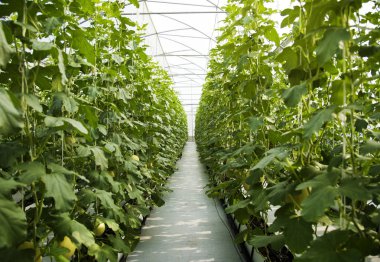 Kabak yeşil yemyeşil bitki ağaç doğa, özgün photoset