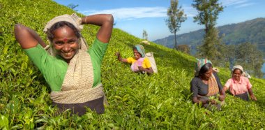 Çay toplayıcılar bir plantasyon içinde Sri Lanka kavramı, özgün, photoset