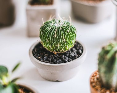 Çeşitli küçük kaktüsler