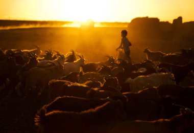 Kazak erkek sağım için keçileri sürülerin. Gobi, Moğolistan, orijinal photoset