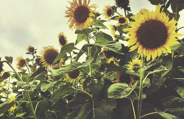Landwirtschaft auf dem Sonnenblumenfeld — Stockfoto