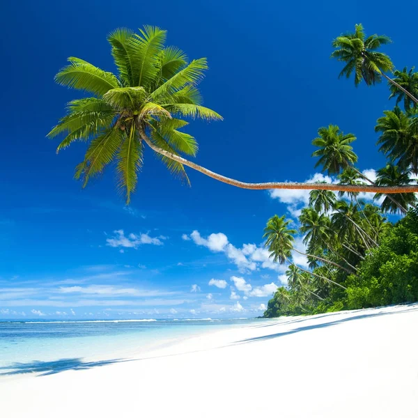Tropischer Strand Mit Blauem Meer Und Palmen — Stockfoto