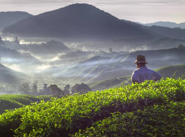 Mezőgazdasági Termelő Tea Ültetvény Malajziában Eredeti Photoset — Stock Fotó