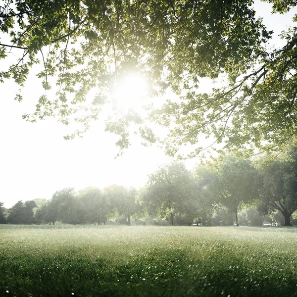 Groen veld Park omgeving Scenic — Stockfoto