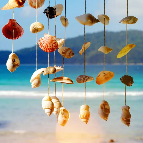 海沿岸 熱帯気候で海の貝殻 — ストック写真