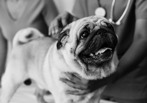 Pet Pug Hospital Original Photoset — Stock Photo, Image