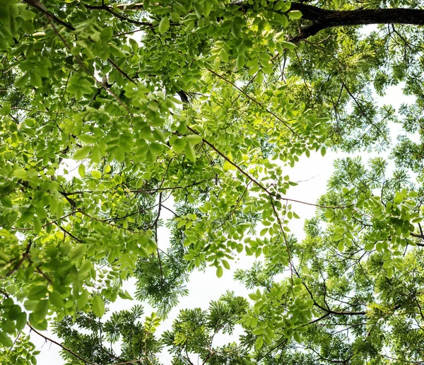 güzel yeşil ağaç dalları yaprakları ile