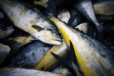 Bu günün, özgün photoset