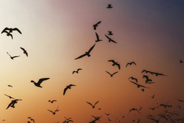 Gün batımında gökyüzünde uçan kuşlar, orijinal photoset