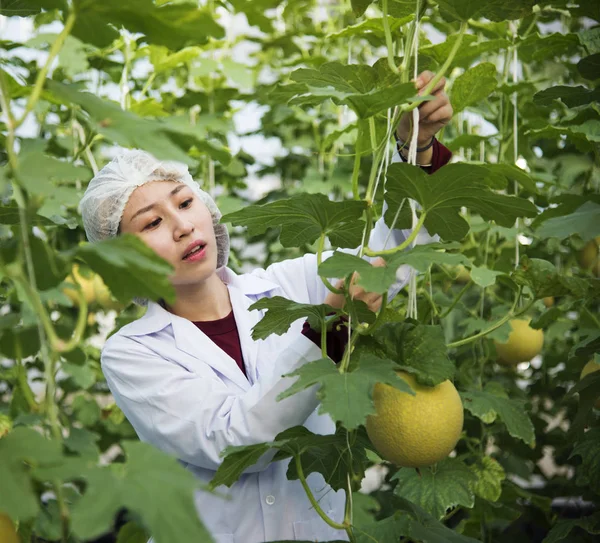 Asian Kobieta Ekspert Kontroli Roślin Oryginalny Photoset — Zdjęcie stockowe