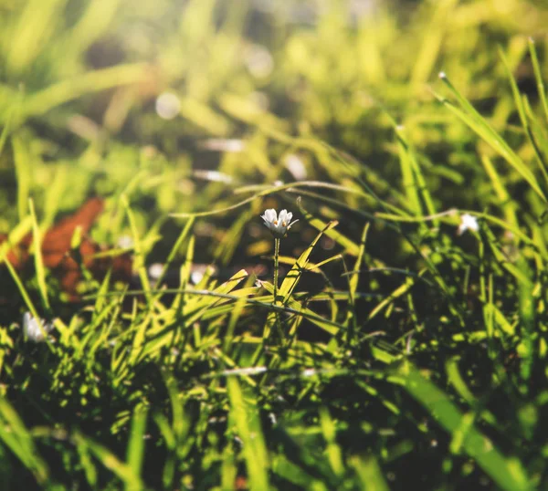 Närbild av gräs blomma med solljus — Stockfoto