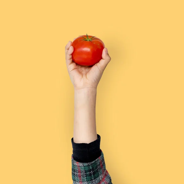 Рука тримає концепцію ізольованих помідорів — стокове фото