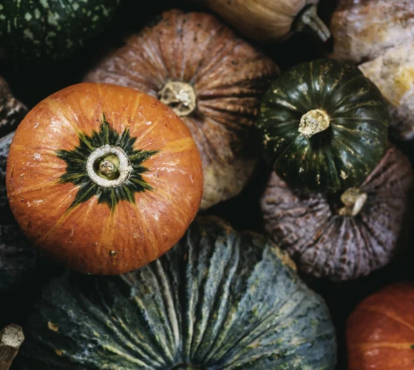 Flygfoto Över Olika Färska Pumpkins Ursprungliga Fotosätta — Stockfoto