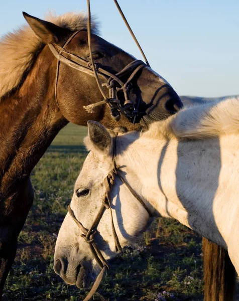 Dois Cavalos Tocando Colagem Uns Com Outros Photoset Original — Fotografia de Stock