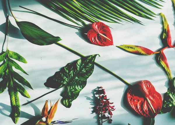 Тропические Цветы Листья Оригинальный Фотосет — стоковое фото