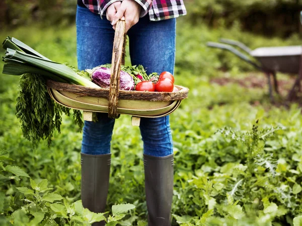 Cesta de niña con cosecha — Foto de Stock