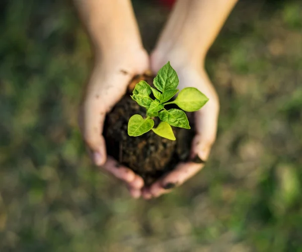 Brote Mano Para Una Naturaleza Crecimiento — Foto de Stock