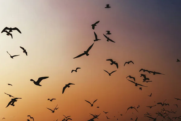 Vögel Fliegen Bei Sonnenuntergang Durch Den Himmel Originelle Fotosets — Stockfoto