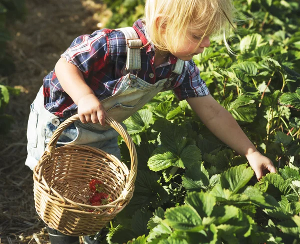 Mały chłopiec zbieranie roślin — Zdjęcie stockowe