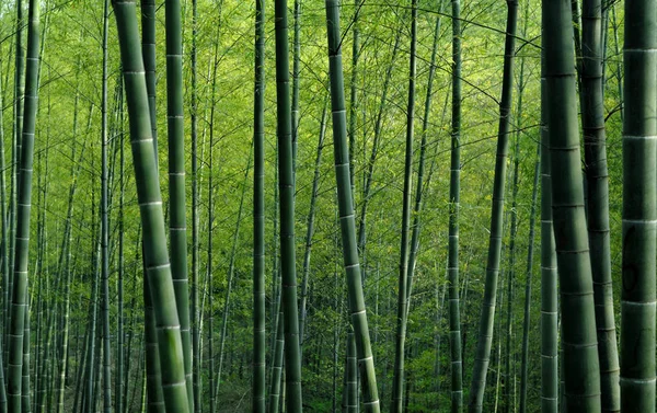 Бамбуковые Леса Китае Оригинальные Фотосеты — стоковое фото