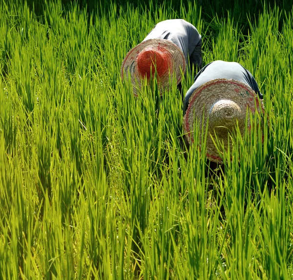 Rice farmers in Malaysia, original photoset