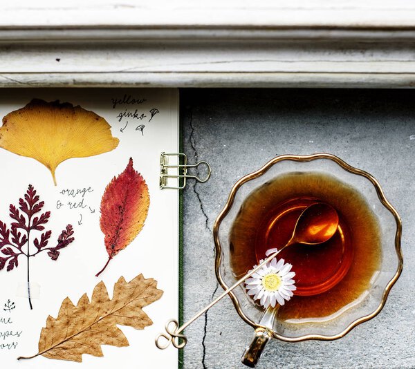 Aerial view of pressed leaves collection book with tea cup, original photoset