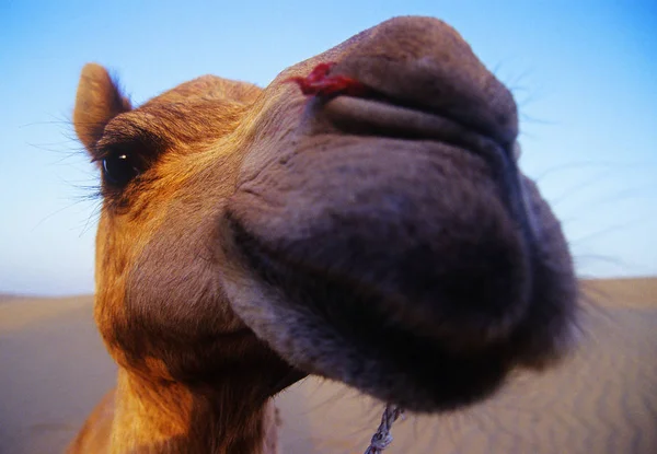 Close Camel Animal Head Original Photoset — Stock Photo, Image