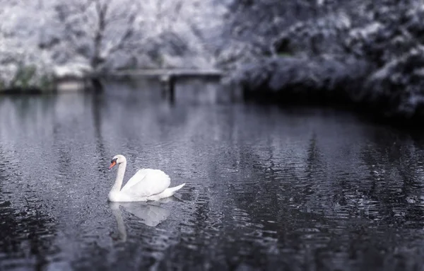 Krásná Labuť Zimě Jezero — Stock fotografie