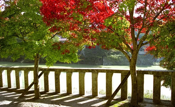 Осінні Дерева Японії Саду — стокове фото