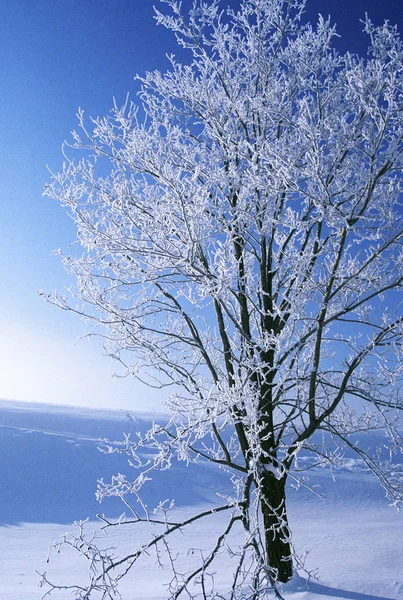 Uma Árvore Congelada Japão Photoset Original — Fotografia de Stock
