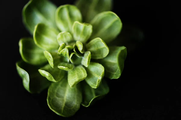 Closeup Green Flower Black Background — Stock Photo, Image