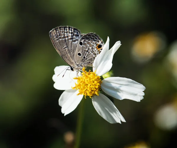 Closeup Butterfly Flower Nature — Stock Photo, Image