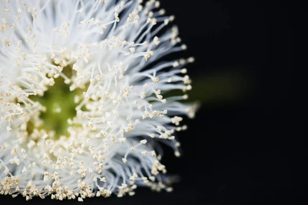 Close Van Witte Bloem Zwarte Achtergrond — Stockfoto