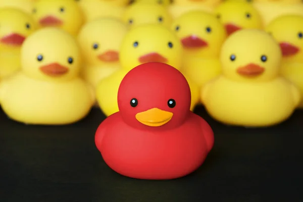 Close Van Rubber Duckies Een Rode Eend Groep Gele Eenden — Stockfoto