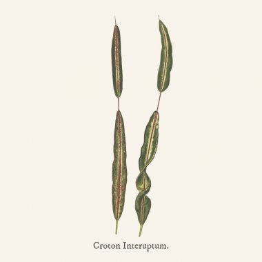 Kroton interuptum (1825-1890 yılında) yeni ve Rare Beautiful-Leaved bitki bulundu.